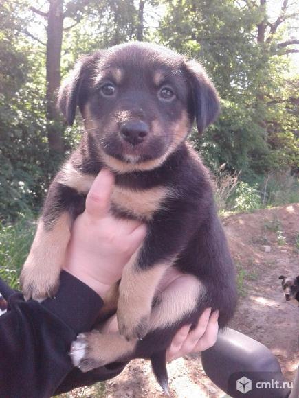 Щенок каштанового окраса (девочка) в добрые руки. Фото 1.