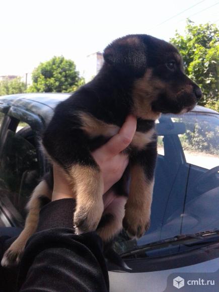 Щенок каштанового окраса (девочка) в добрые руки. Фото 4.
