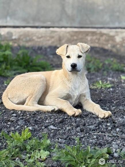 Щенок Тотошка в добрые руки. Фото 1.