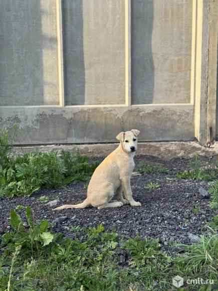 Щенок Тотошка в добрые руки. Фото 3.