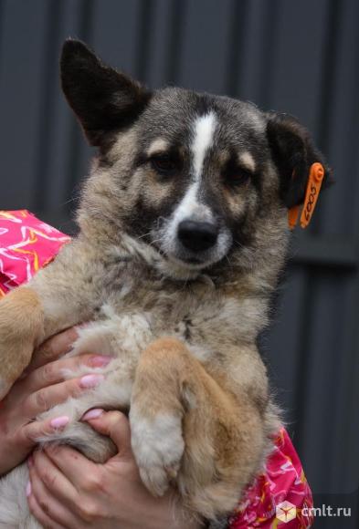 Маленькая собачка в дар. Фото 1.