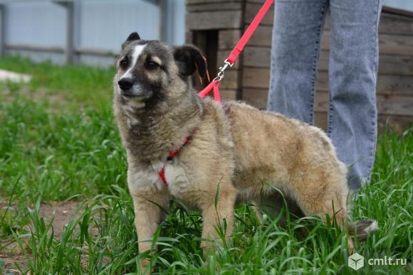 Маленькая собачка в дар. Фото 6.