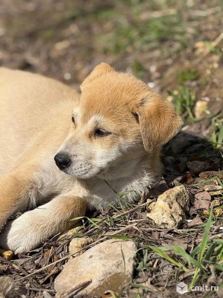 Щенок девочка Алиска. Фото 1.