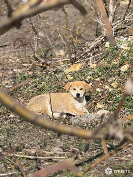 Щенок девочка Алиска. Фото 3.