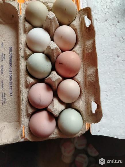 Яйцо куриное. Фото 1.