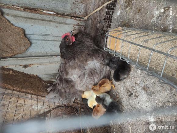 Цыплята с наседкой. Фото 1.