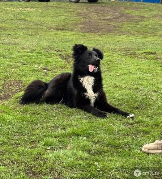 Миниатюрной собачке нужен дом. Фото 1.
