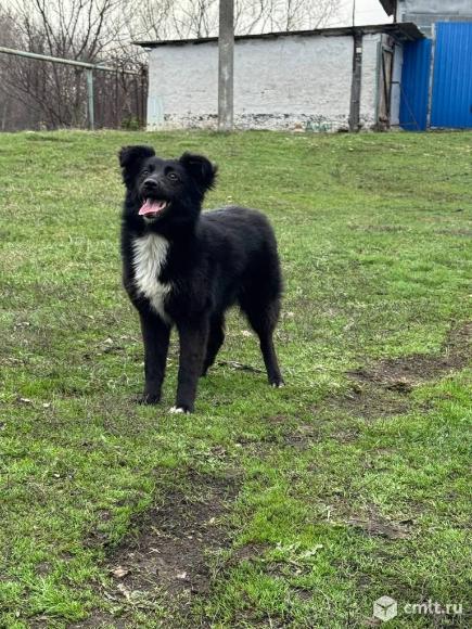 Миниатюрной собачке нужен дом. Фото 4.