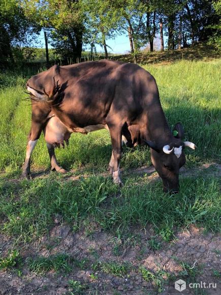 Продаётся корова. Фото 1.