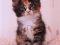 Мейн-кун кота, из США, отл. родословная, окрас кремовый на. Фото 4.