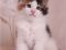 Мейн-кун кота, из США, отл. родословная, окрас кремовый на. Фото 5.