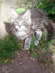 котики мейн-кун