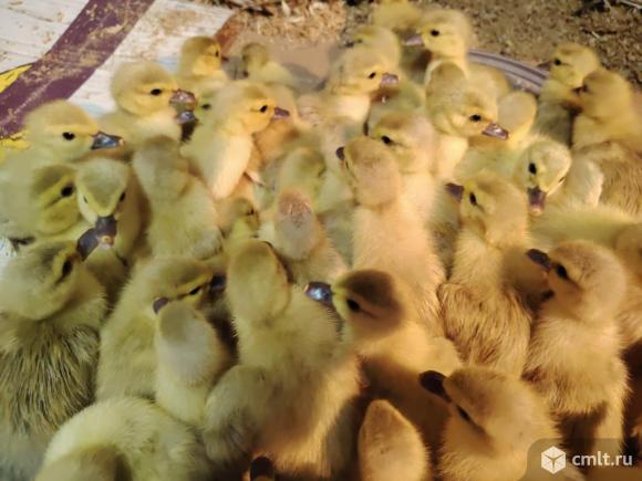 Утята мускусной индоутки лаванда, инкубационное яйцо. Фото 1.