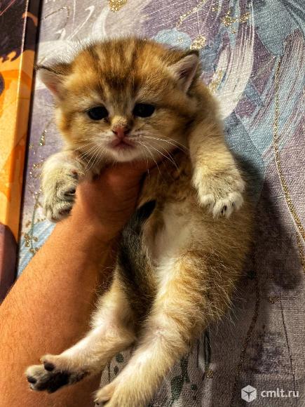 Чистокровные котята золотой шиншилы. Фото 1.