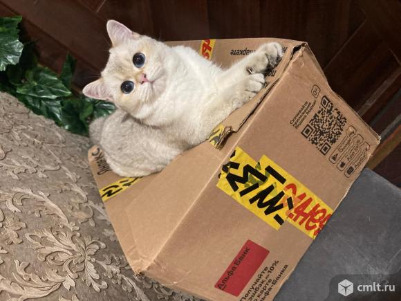 Чистокровные котята золотой шиншилы. Фото 12.