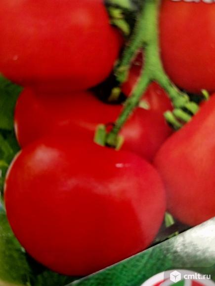 Помидоров рассада. Фото 4.