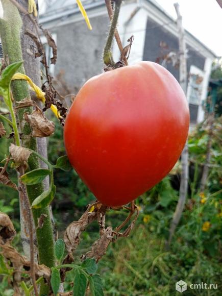 Помидоров рассада. Фото 1.