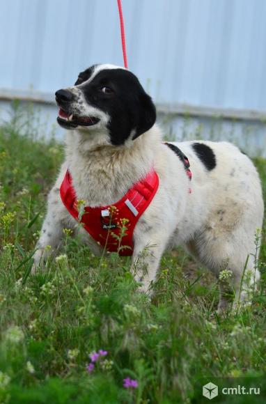 Квартирная собака в добрые руки. Фото 1.