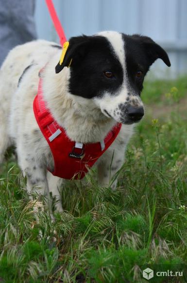 Квартирная собака в добрые руки. Фото 6.