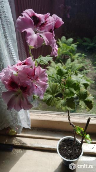 Продажа цветов. Фото 1.