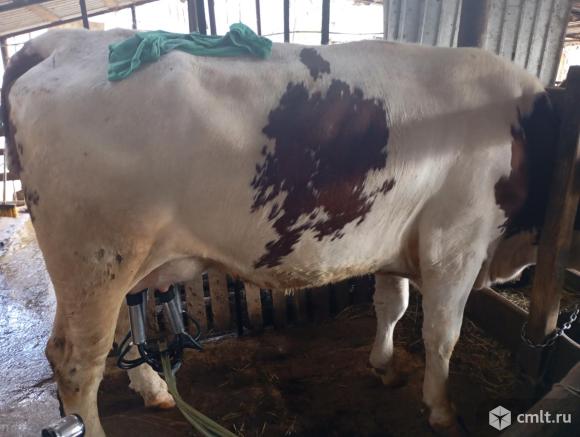 Корова. Фото 1.
