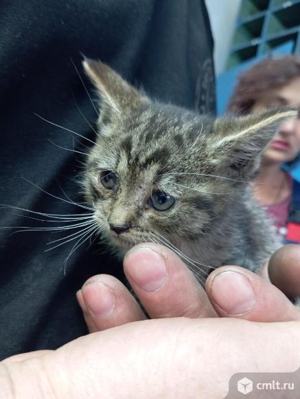 Отдам в добрые руки. Фото 1.