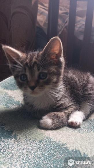 Отдам в добрые руки. Фото 5.