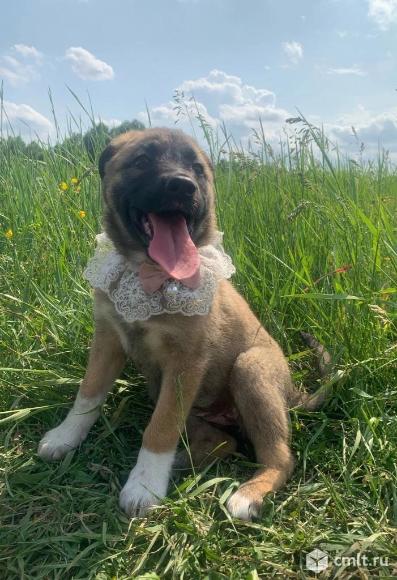 Щенулька в манишке ищет дом. Фото 1.