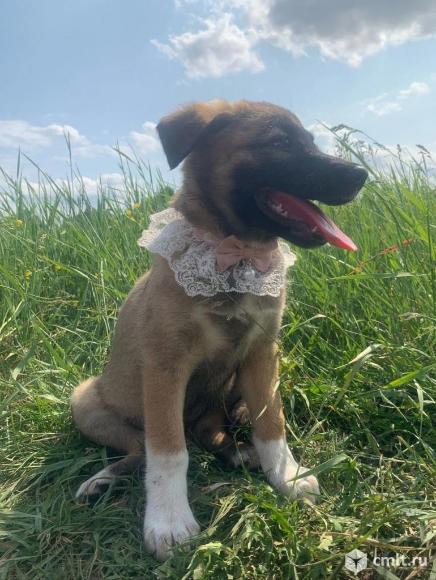 Щенулька в манишке ищет дом. Фото 4.