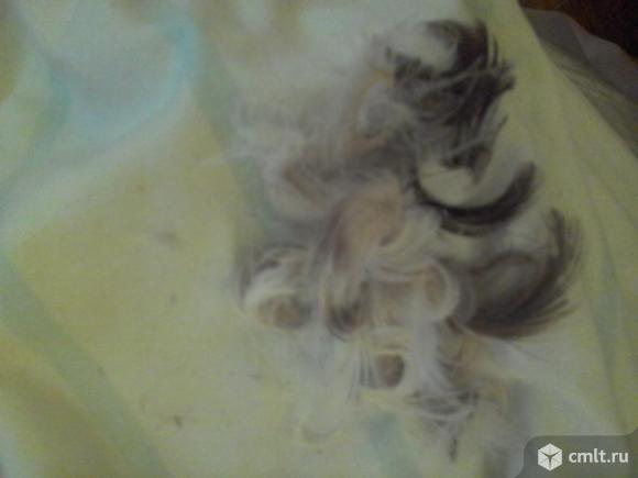 Продаю перину  и  подушку перо-пух. Фото 4.