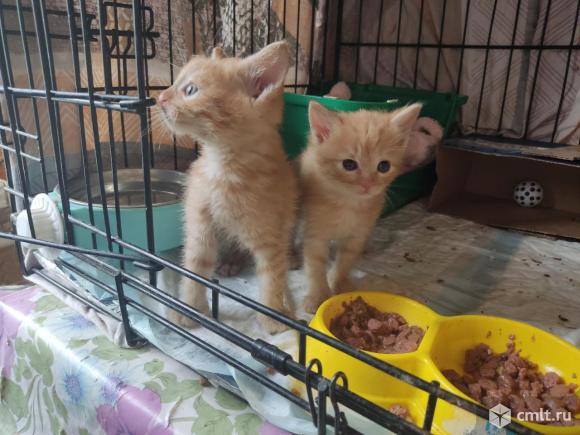 Отдам в добрые руки. Фото 1.