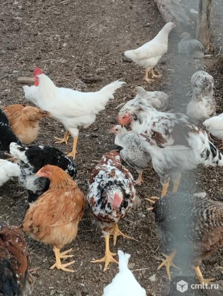 Петухи. Фото 1.