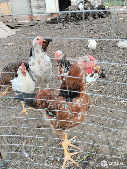 Петухи. Фото 3.