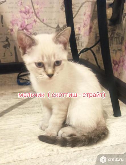 Котята бесплатно. Фото 1.