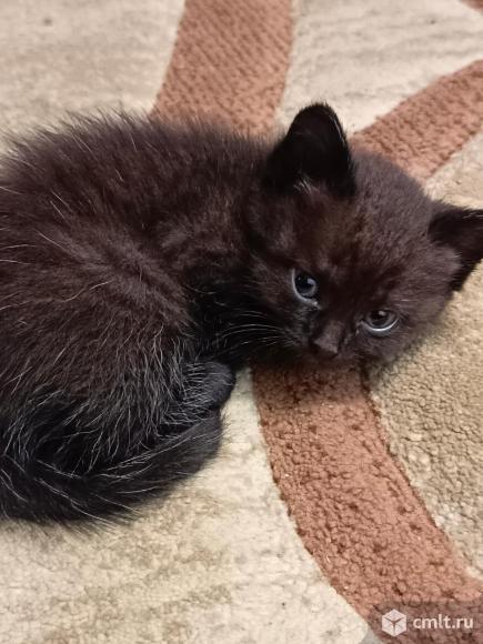 Отдам котят в хорошие руки. Фото 1.