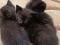 Отдам котят в хорошие руки. Фото 2.