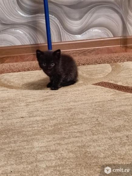 Отдам котят в хорошие руки. Фото 3.