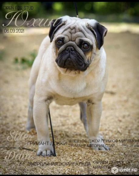 Щенки мопса. Фото 7.