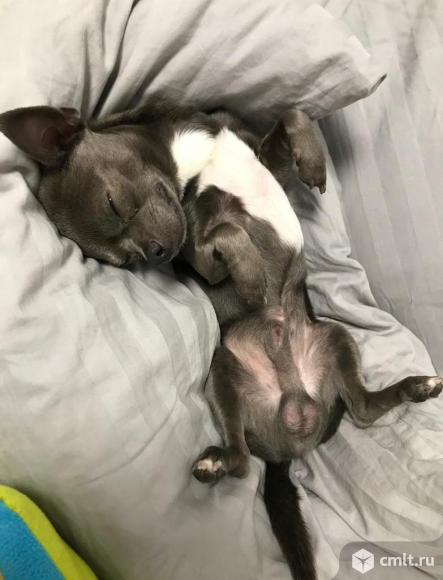 Щенки чихуахуа мини. Фото 10.
