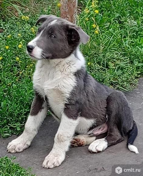 Очень нужен хороший хозяин для щенка. Фото 1.