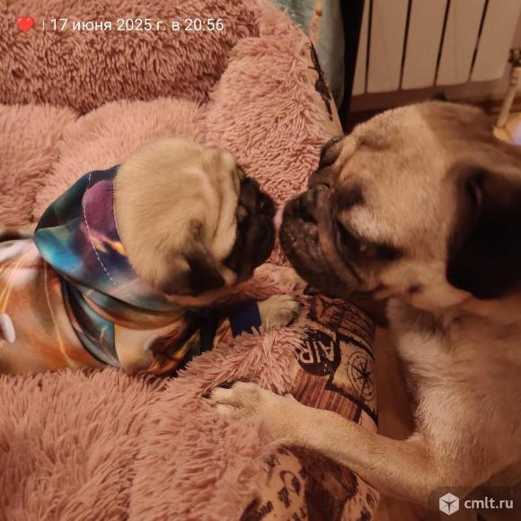 Мопс. Фото 1.