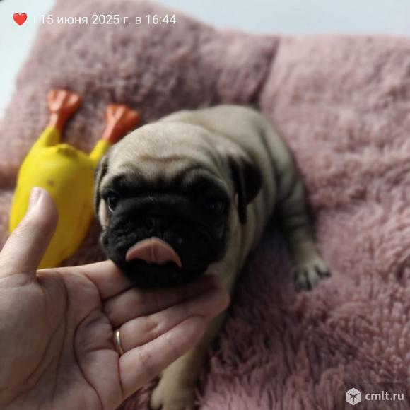 Мопс. Фото 4.