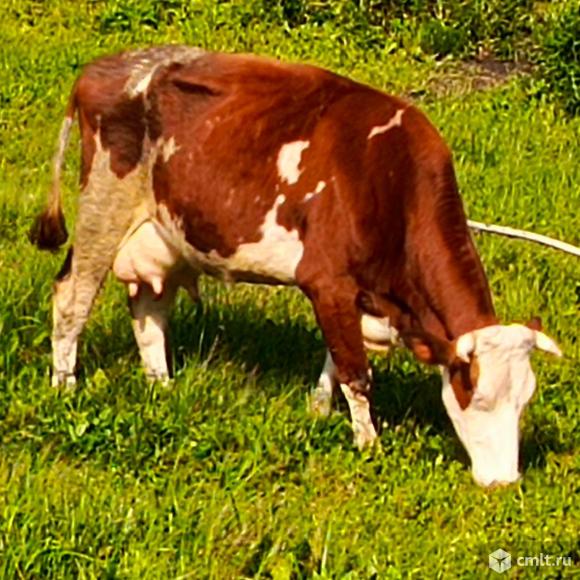 Телки, нетель, корова. Фото 1.