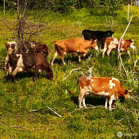 Телки, нетель, корова. Фото 2.