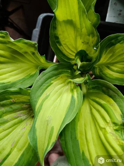 Хосты. Фото 1.