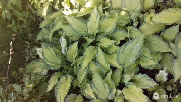 Хосты. Фото 8.