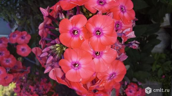 Флоксы метельчатые. Фото 1.