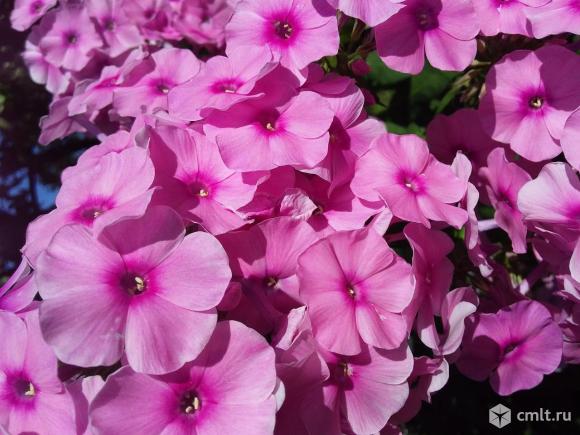 Флоксы метельчатые. Фото 8.