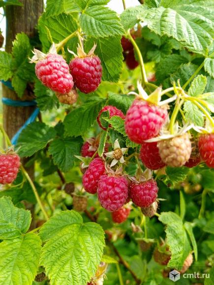 Малины ягоды. Фото 5.