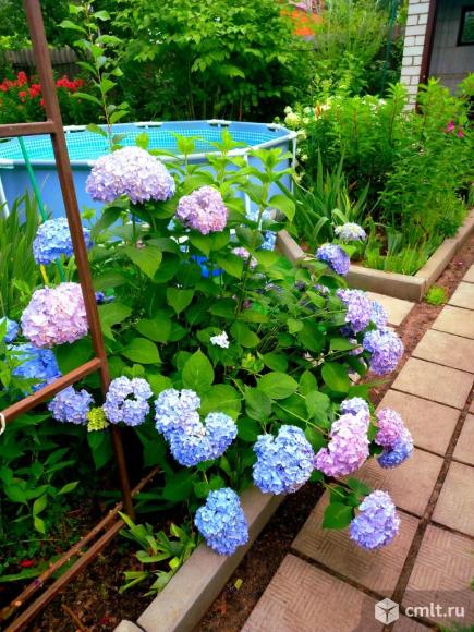 Гортензии. Фото 1.